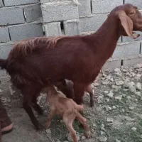 بزبزقاله‌دار