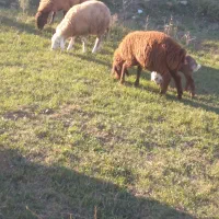 بره نر|حیوانات مزرعه|دره رود, |دیوار