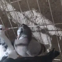 هفت جوجه کبوتر|پرنده|خورموج, |دیوار