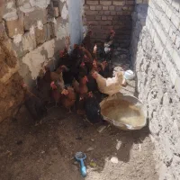 مرغ فروشی به شرط سالمی|حیوانات مزرعه|فریمان, |دیوار