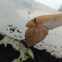 حلزون آچاتینا|خزنده|اصفهان, پزوه|دیوار