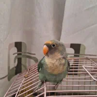 طوطی برزیلی نر