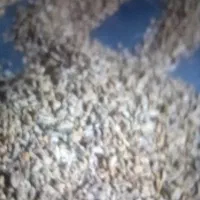 بذر جعفری دو بار سورت شده