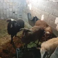 فروش گوسفند