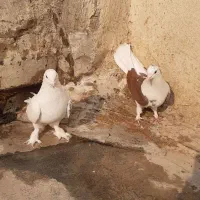 کبوتر اصفهانی|پرنده|برخوار, |دیوار