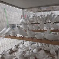 کبوتر خانگی  کاکلی