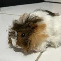 خوکچه هندی|موش و خرگوش|رشت, شهرک قدس|دیوار