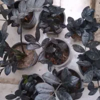 زاموفیلیا زاموفولیا بلک|گل و گیاه طبیعی|مشهد, هنرور|دیوار