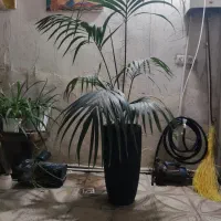 همه گلها باهم به فروش میرسه