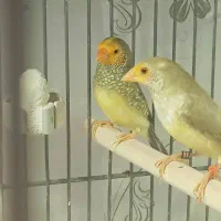 فنچ ستاره ای