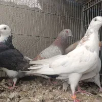 کبوتر پرشی سیرجان