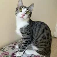 واگذاری گربه