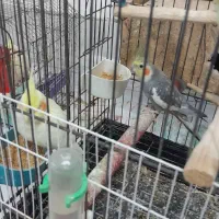 فروش یک جفت عروس هلندی