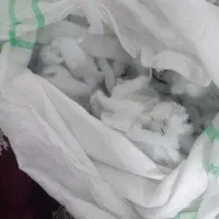 پشم شیشه لایکو