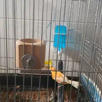 قناری سرخ نر|پرنده|مشهد, هدایت|دیوار