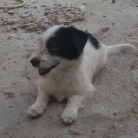 سگ پاک کوتاه خوشکل