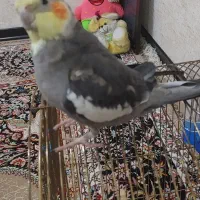 عروس هلندی باقفس|پرنده|نوشهر, |دیوار