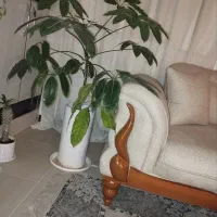 گل شفلرا