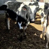 ۵ راس گوساله نر ۲۵۰ کیلو