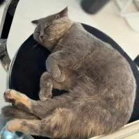 گربه اسکاتیش