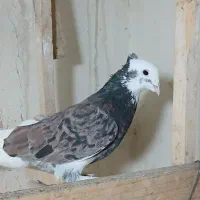 کبوتر یجایی