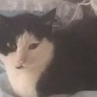 گربه‌مادر‌ همراه با (۱) بچه