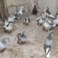 کبوتر شهری سبز همه نره