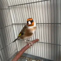 سهره جفتی|پرنده|رشت, یخسازی|دیوار