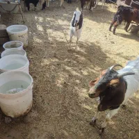 بزغاله پاکستانی ماده ۵ماهه