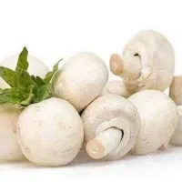 قارچ خونگی فروش عمده و خرده زیر قیمت بازار