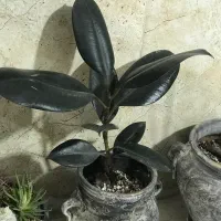 گل زیبا
