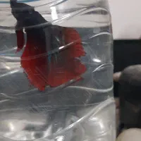 ماهی فایتر|ماهی|شاهین‌شهر, گرگاب|دیوار