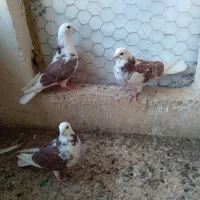 کبوتر فروشی|پرنده|قم, نخودی|دیوار