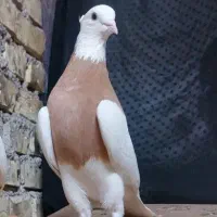 طوقی|پرنده|مبارکه, |دیوار