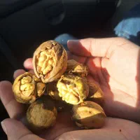 گردو