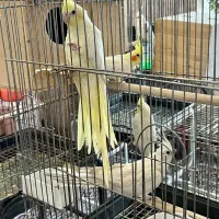 جفت عروس هلندی کرم فیس (کلکسیونی)