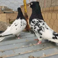 کفتر یا کبوتر
