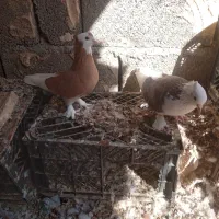 کبوتر  گره درجایی|پرنده|میناب, |دیوار