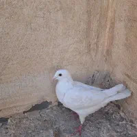 کبوتر خرقه و پلاکی|پرنده|فولادشهر, مسکن مهر فولادشهر|دیوار