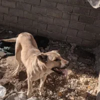 سگ سرابی|سگ|میاندوآب, |دیوار