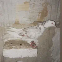 کفتر|پرنده|چهارباغ, |دیوار