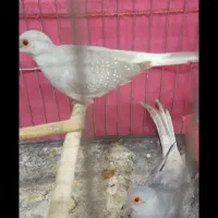 کبوتر الماسی چینی|پرنده|اردبیل, |دیوار