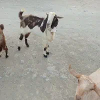 فروشی نری دو رگه