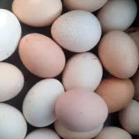 تخم مرغ محلی