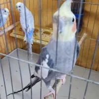 عروس هلندی نر|پرنده|تاکستان, |دیوار