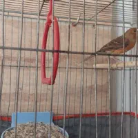 یک جفت قناری معاوضه با کوتوله یا عروس