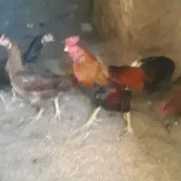 خروس لاری و مرغ لاری درجه یک