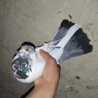 2عدد کبوتر ماده درجه1 .از همه نظر