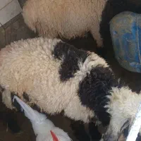گوسفند فروشی