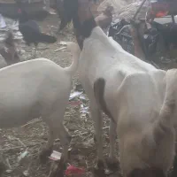 بز مری